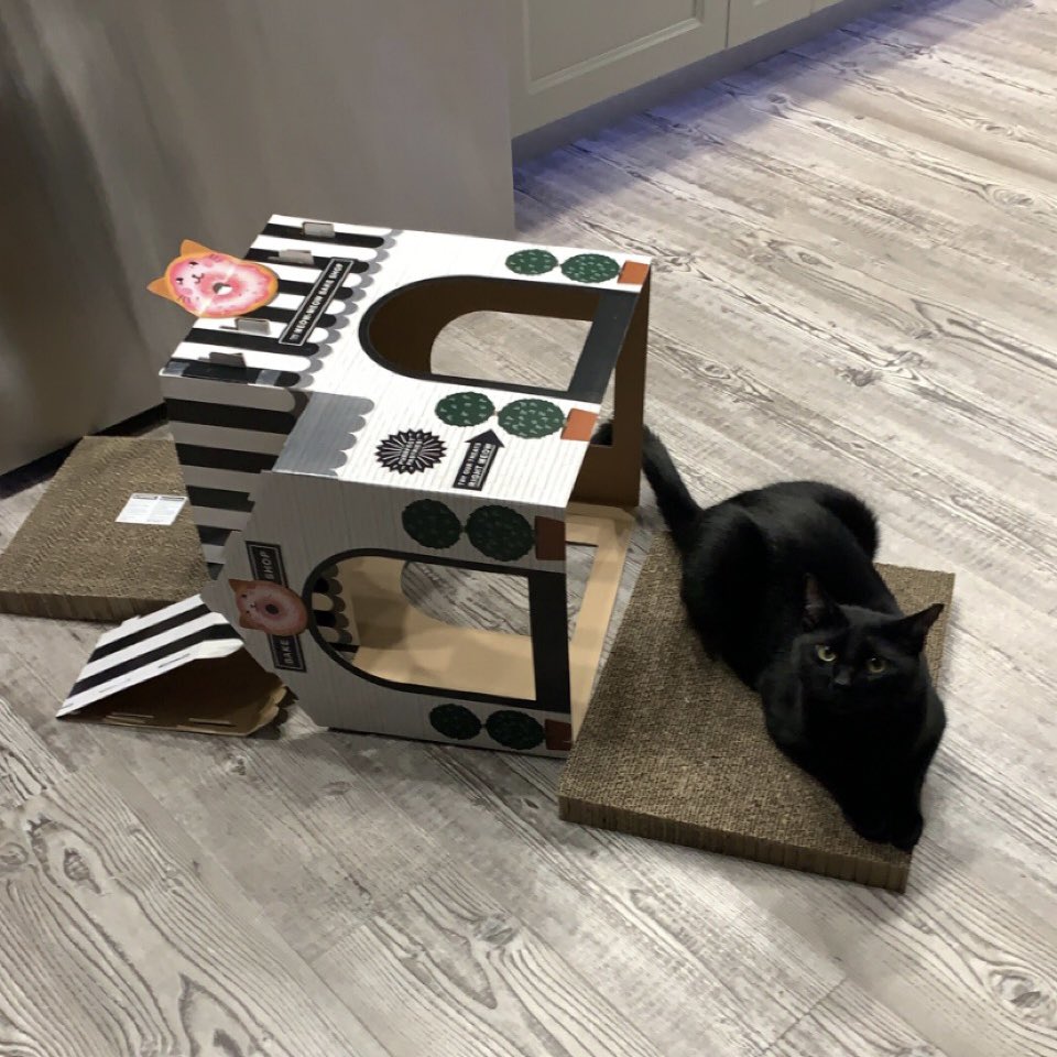 stinkthecat's tweet photo. todae i cased problems on purpuse :3 https://t.co/kVqlbDTRwF