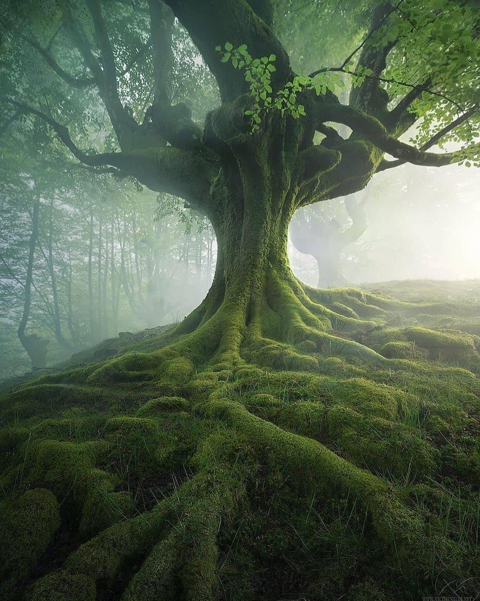 BintingM's tweet photo. A misty beechwood in Spain 🇪🇦
📸: nick_rinaldi_
#NaturePhotography #nature https://t.co/7HGA6kwWQW