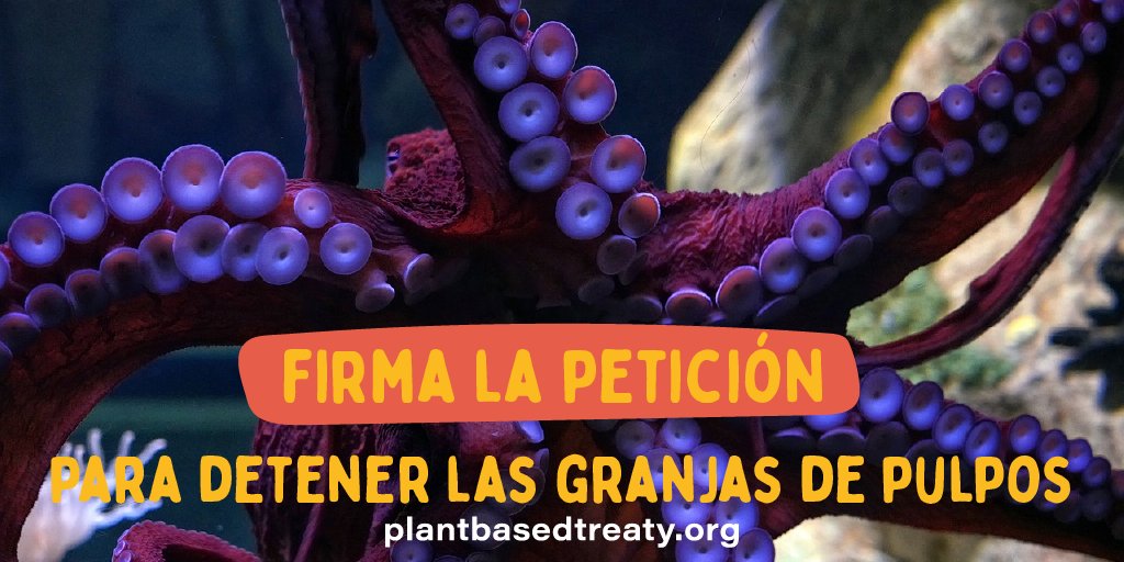 Animal Save México tweet media