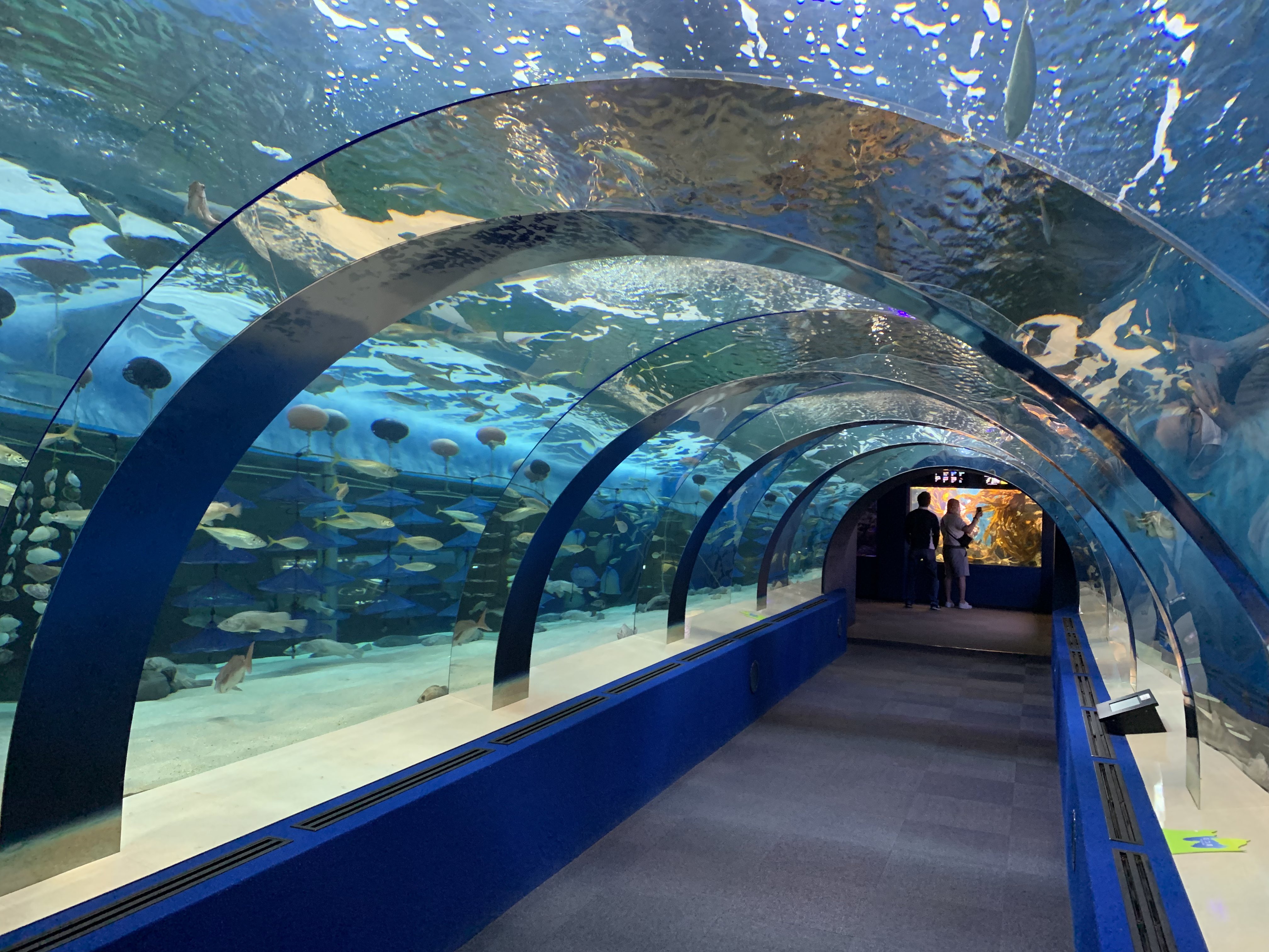 さかまつき 青森県が浅虫水族館に行ってきました 地方にある水族館ではトップクラスに好きな水族館 トンネル水槽の美しさと その中に入るクロソイのやる気のなさが最高です 地元の生き物の展示も充実しているのと イルカショーでは津軽三味線の音楽