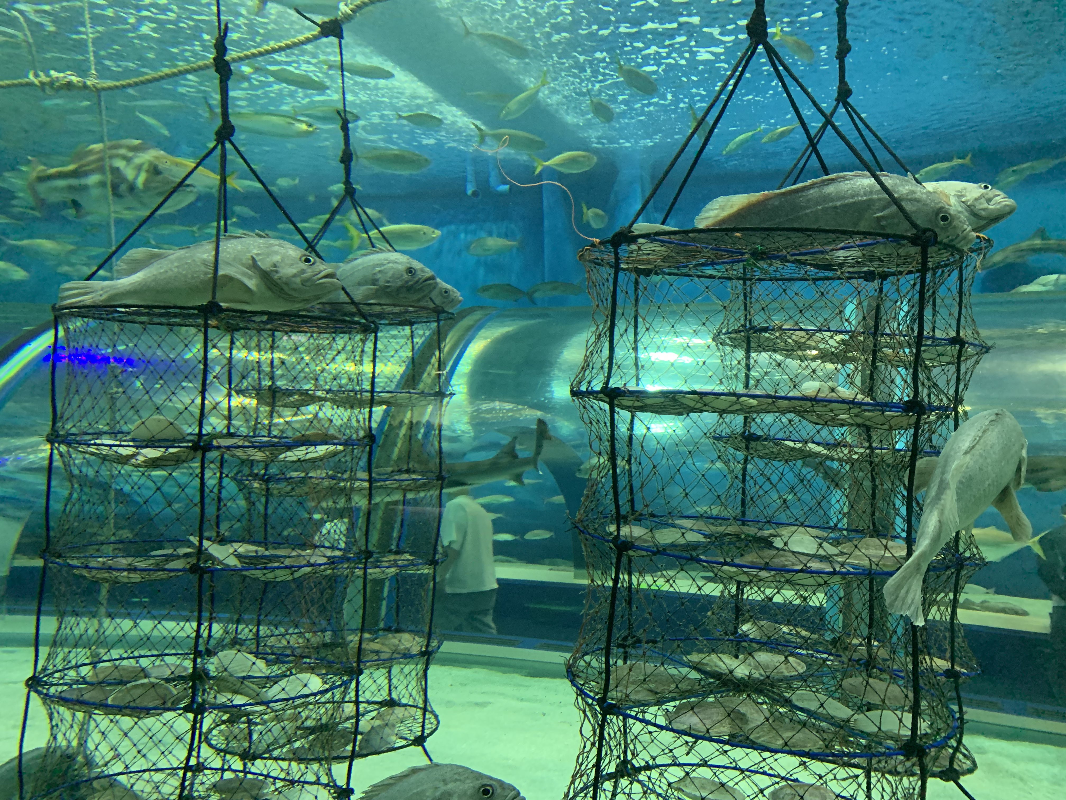 さかまつき 青森県が浅虫水族館に行ってきました 地方にある水族館ではトップクラスに好きな水族館 トンネル水槽の美しさと その中に入るクロソイのやる気のなさが最高です 地元の生き物の展示も充実しているのと イルカショーでは津軽三味線の音楽