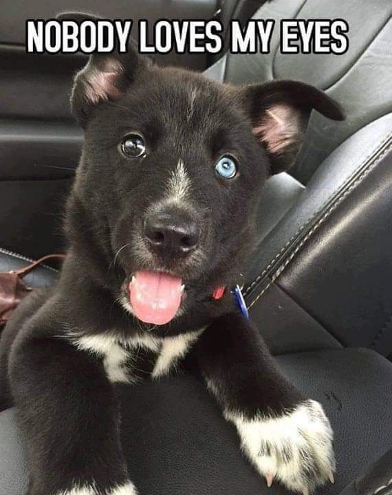 Happy Dog tweet media