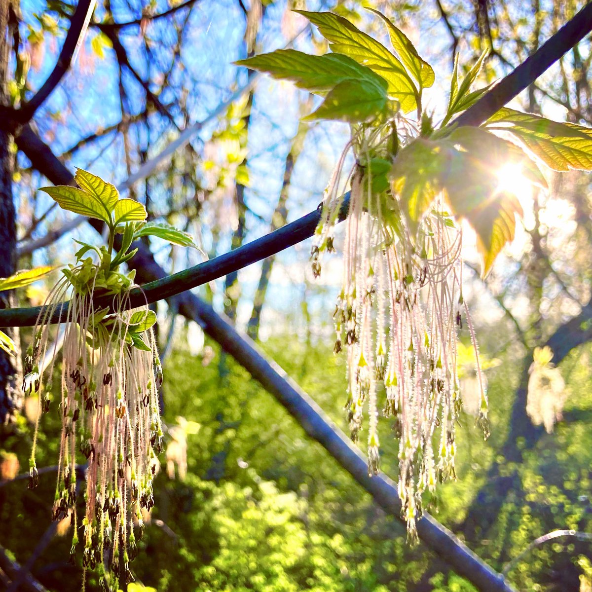 geekchef's tweet image. #goodmorning 

#tuesday #roadsideattraction #tree #trees #arbres #morningwalk #sunrise #sunrisephotography #spring #ottawa #nature #naturephotography #shareyourweather #stormhour #aylmer #gatineau @BlacksWeather @MurphTWN