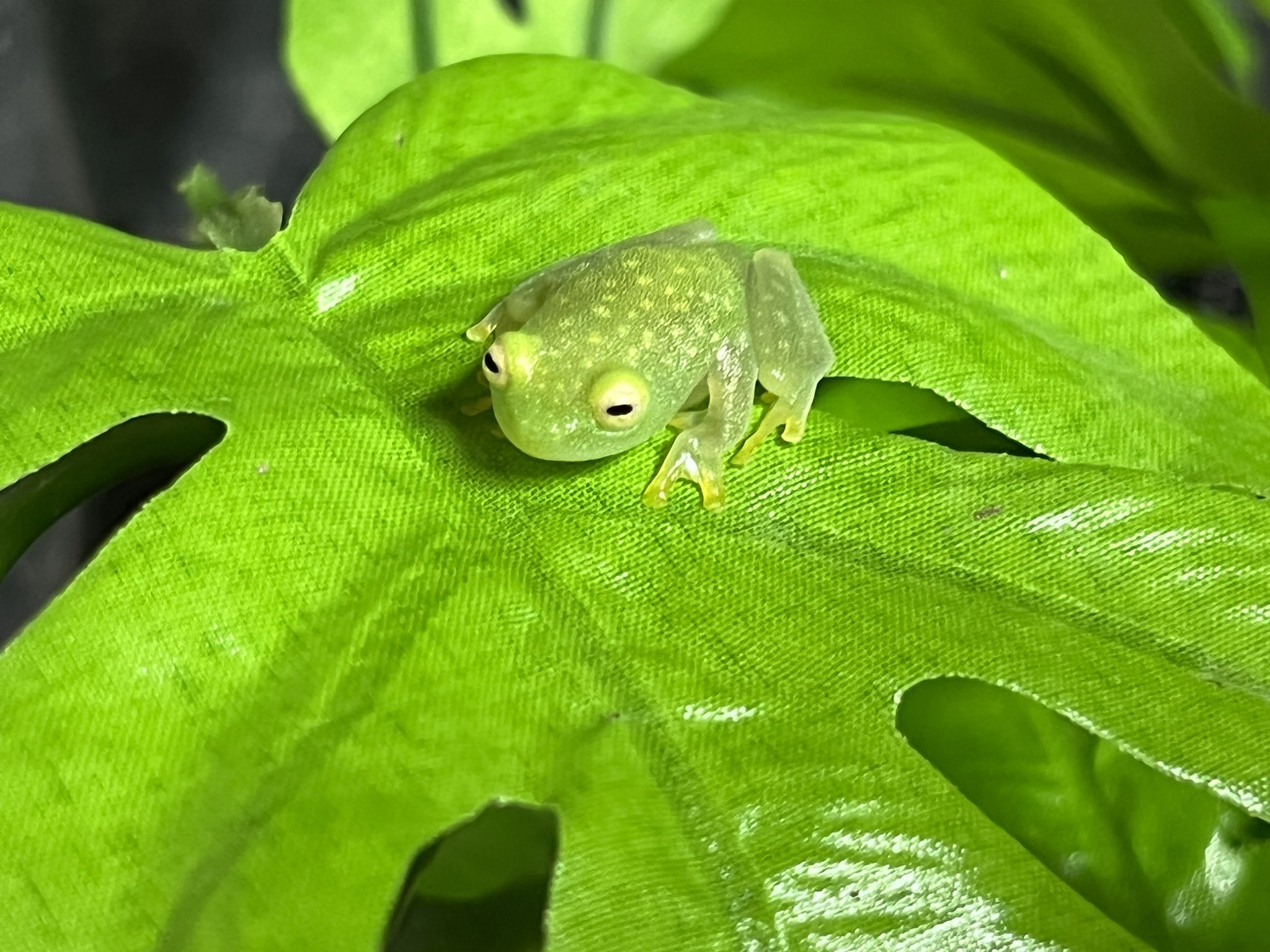 お取引先決定］グミガエル(フライシュマンアマガエルモドキ)飼育
