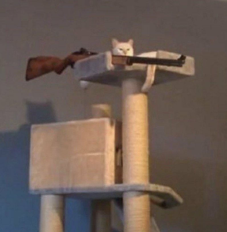 DontShowYourCat's tweet photo. https://t.co/36T2otHYUN