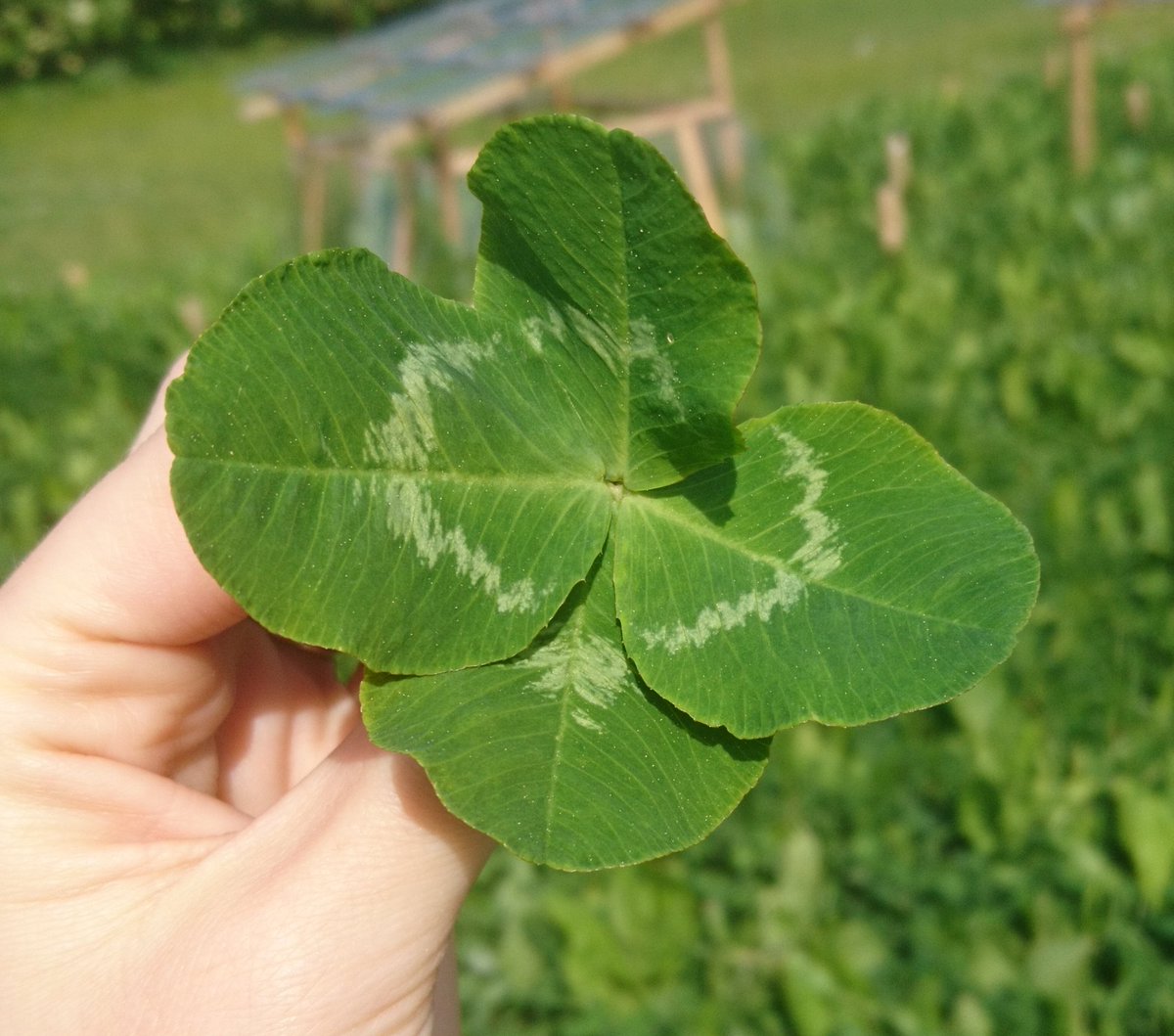 stmaass's tweet photo. Good luck to everyone! Found today somewhere outside of the plots at Berlin Global Change Experiment #BerlinGCE. https://t.co/UMSX9b2yEI