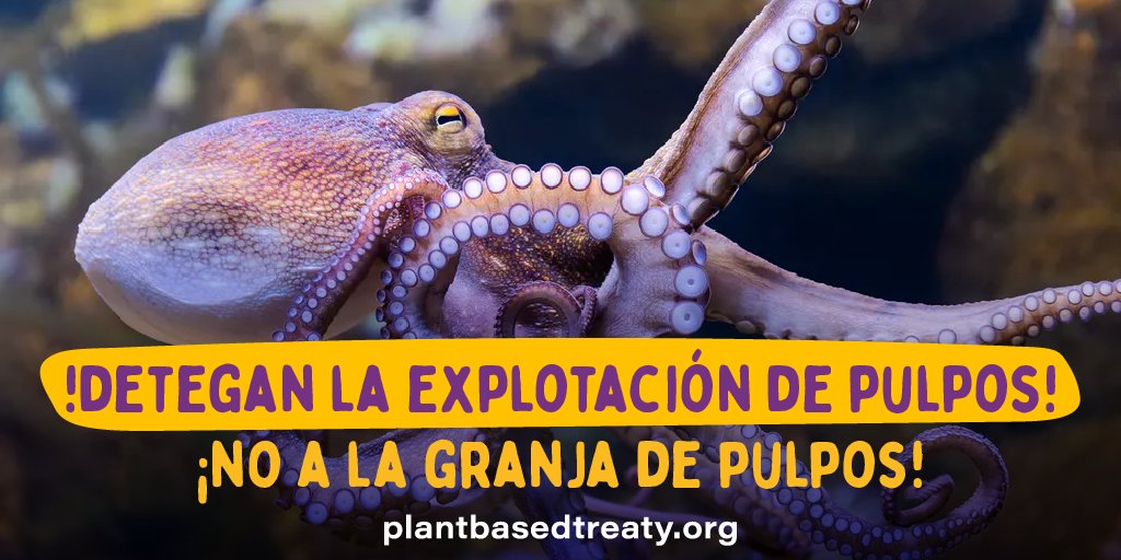 Animal Save México tweet media