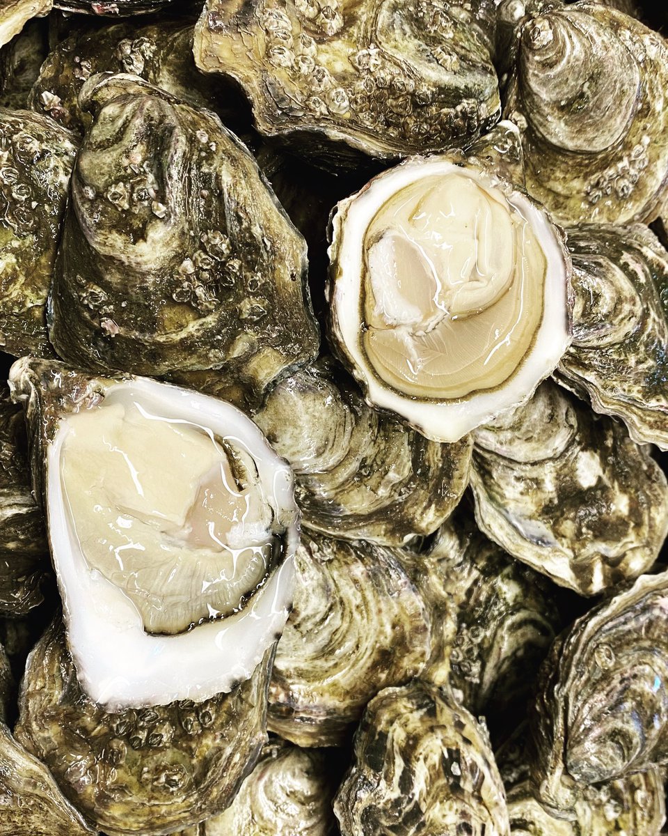 We all have our favourite Oyster 🦪 Company but <a href="/naMaraShellfish/">Réalt na Mara Shellfish</a> are a class above the rest in my humble opinion #knowwhereyourfoodcomesfrom #solastapasdingle #dingle #oysters