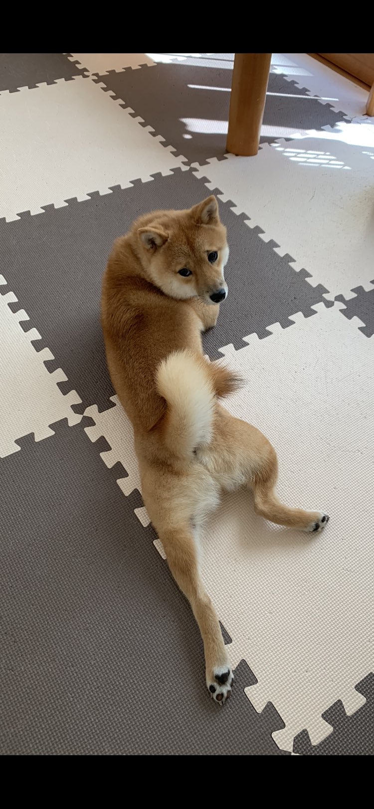 ツンデレ犬 Twitter Search Twitter