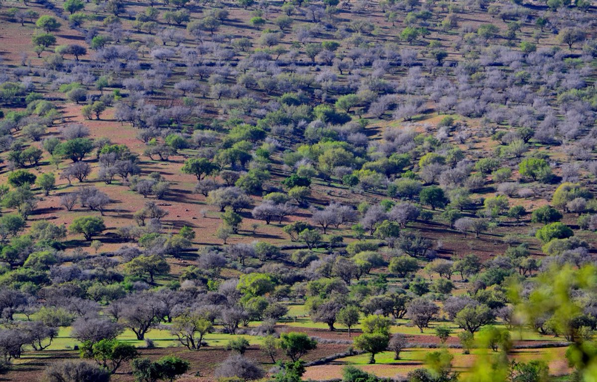 ilocoopsse's tweet photo. #Argantree has a sustainability story to tell.
It is a cash crop 4 #arganoil.
It provides fuelwood 4 cooking & heating.
People eat its leaves & fruits.
They use the oil themselves 4 food & medicine.
Its undergrowth is fodder 4 herds, even in droughts. https://t.co/IVheg3KlwX https://t.co/GyTFX9CCD9