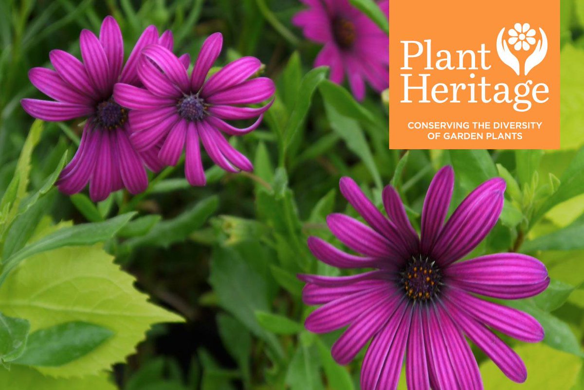 Our first Plant Fair of the year is this Sunday 10am-3pm at Abbotsbury Gardens. 

FREE admission for <a href="/Plantheritage/">Plant Heritage</a> members; non-members £7, which includes entry to the gardens. 

There will be 20+ nurseries with a huge range of unusual plants and other gardening related stalls.