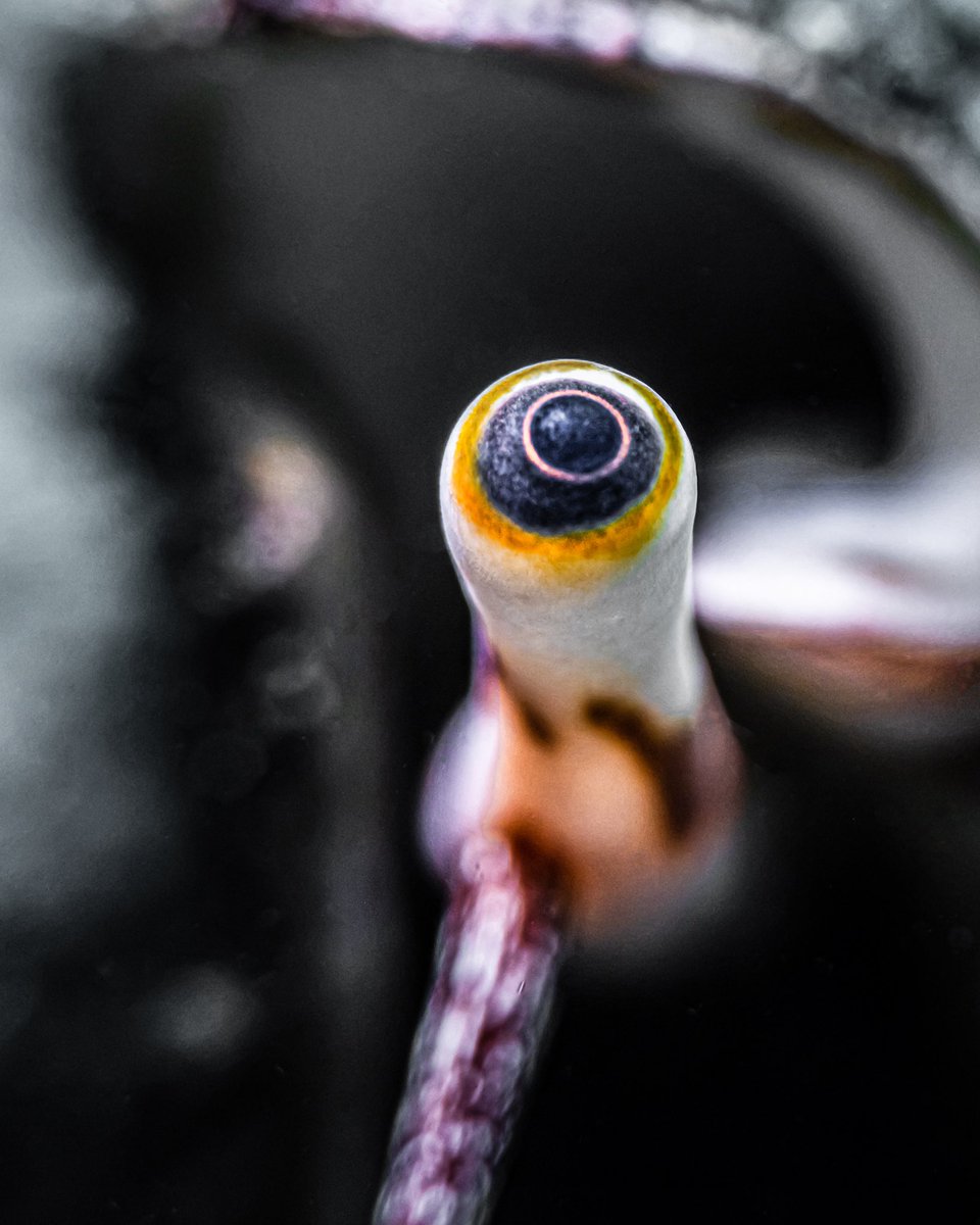 Mark Badiola tweet media