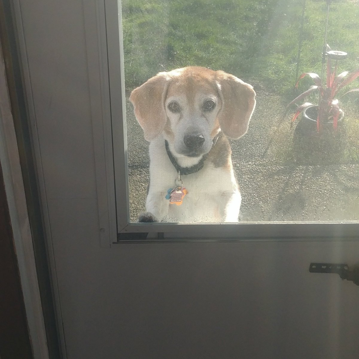Research suggests that being greeted by a happy #beagle face causes a human to smile within 0.4 seconds. #beaglefacts 

📷 <a href="/jztkddng/">K, Lily & Jasper🌈 & Daphne🌈</a> / Twitter