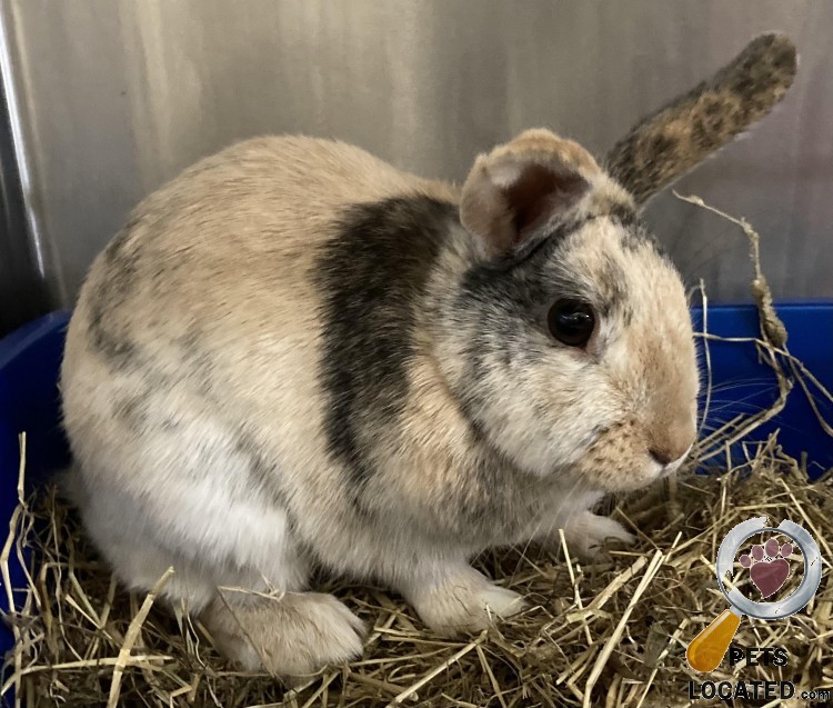 PetsLocated's tweet photo. Multi-Coloured Rabbit found in Muswell Hill, Greater London (N10) on 9th May 2022 #foundrabbits #foundpets #animalrescue https://t.co/lLZ2kbGSPf https://t.co/EYGYUA3PKl