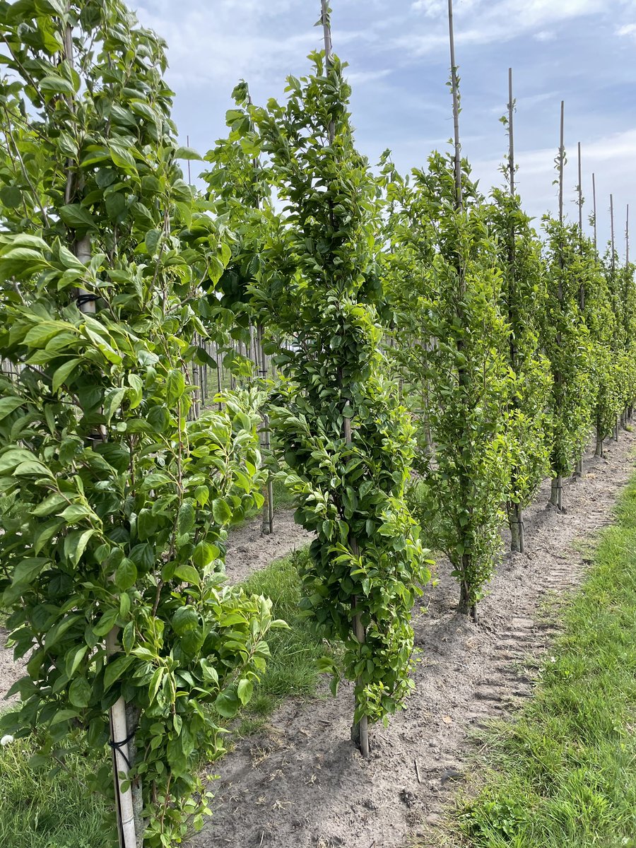 BootCoUK's tweet photo. Admiring the columnar habit of the beautiful Styrax ‘June Snow’ on our Zundert nursery. Available as a rootball in Autumn. https://t.co/YIHxHQJ2eV