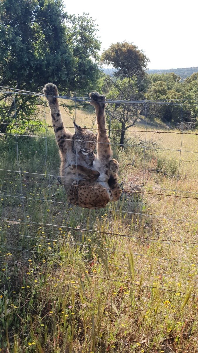 CarlosdeHita's tweet photo. Una hembra de lince ibérico enganchada en una malla cinegética doble, una de las muchas trampas mortales que parcelan los campos. Afortunadamente, en este caso la gata se pudo salvar, pero son muchos los animales que mueren enredados en estos tendidos dobles. En Badajoz. https://t.co/VKyXPrqCR8