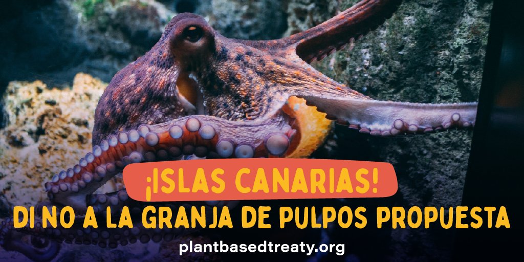 Animal Save México tweet media