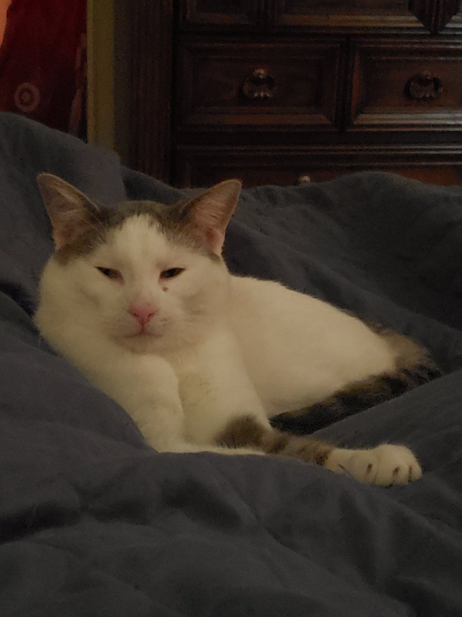 taboas_charity's tweet photo. TFW you really hope you get that job at that university because everyone in the department has cats. #AdjunctProblems #CatsOfTwitter https://t.co/hRsWF9ZBNA