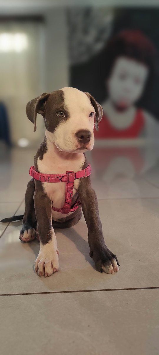 Mi modelo siempre Posando para la foto ❤️Wakanda 🐶