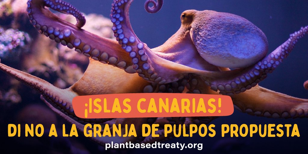 Animal Save México tweet media