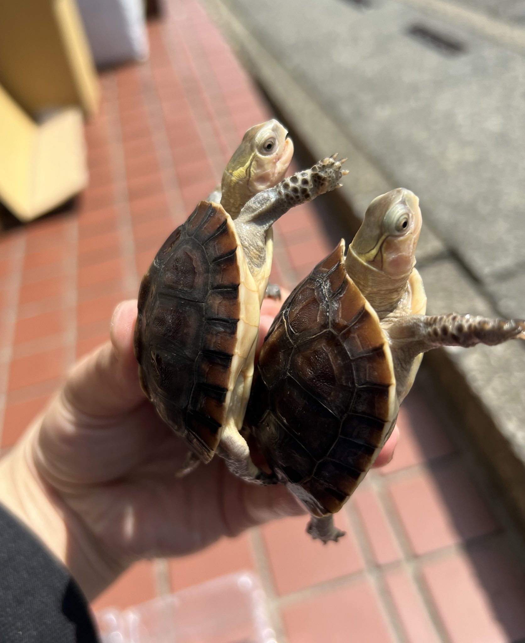 チュウゴクセマルハコガメ Twitter Search Twitter