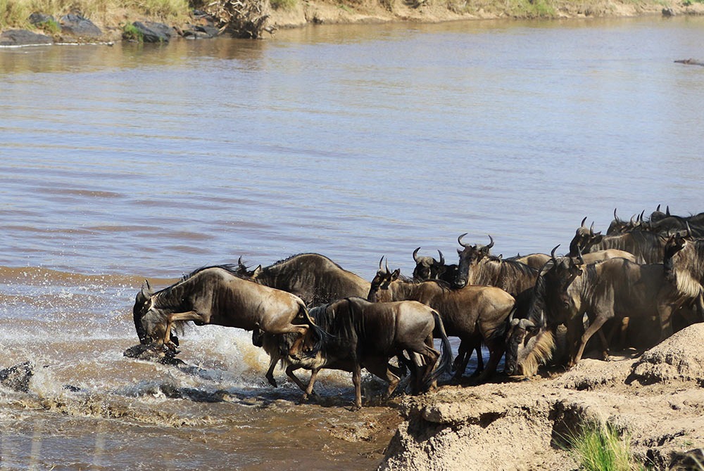 BontelSafaris's tweet photo. Its almost here🤗The Wildebeest Migration😍Book your slot today and together Let's go Witness the 7th wonders of the World🤗
Contacts:+254718394456/+25473910503
#magicalkenya #TembeaKenya #LetsGoAdventure #KenyaKwetu  #BontelAdventures #wildlife #wildebeestmigration https://t.co/vcQqNCncLN