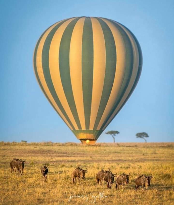 BontelSafaris's tweet photo. Its almost here🤗The Wildebeest Migration😍Book your slot today and together Let's go Witness the 7th wonders of the World🤗
Contacts:+254718394456/+25473910503
#magicalkenya #TembeaKenya #LetsGoAdventure #KenyaKwetu  #BontelAdventures #wildlife #wildebeestmigration https://t.co/vcQqNCncLN