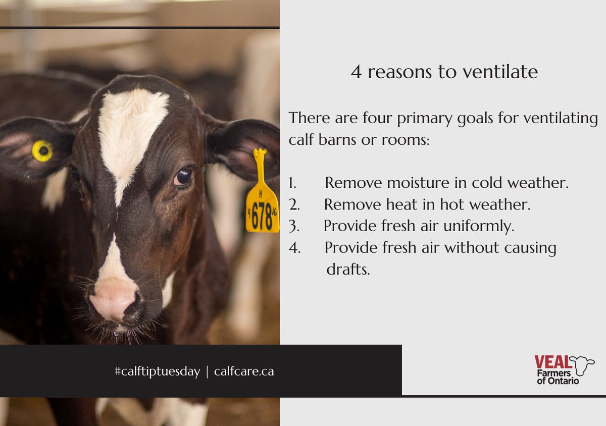 CalfCareCorner's tweet image. Did you know? The actual air exchange required in calf barns is usually greater than the minimum ventilation requirements. In winter calves need four room air changes/hour, and in summer 40+ air changes/hour. 

Find out more here: bit.ly/MP2022latespri…

#calftiptuesday