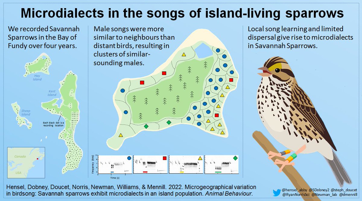 My first first-authored paper was published today in Animal Behaviour!

"Microgeographical variation in birdsong: Savannah sparrows exhibit microdialects in an island population" bit.ly/3N4uUmN

With a team of collaborators I describe microdialects in bird songs. 🐦🎶🗺️