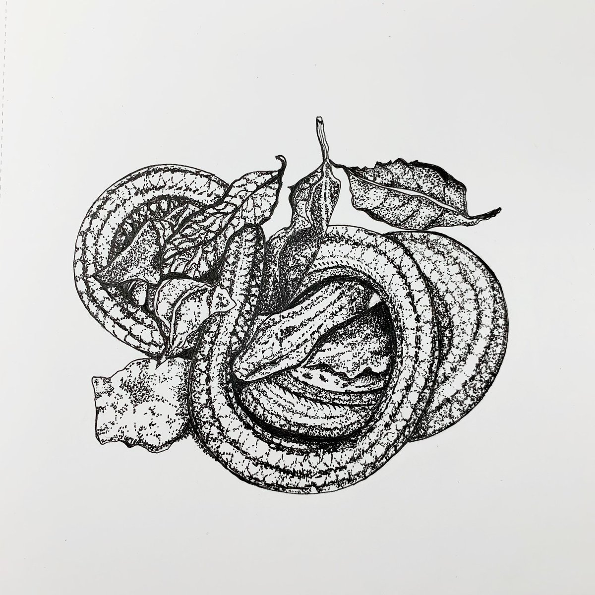 WhittleDesign's tweet photo. Saw this Slow Worm yesterday and Sarah couldn’t resist illustrating the little guy. Sarah loves working in pen and ink and is one of the techniques we use for logos, branding and packaging, when clients want a more unique hand crafted brand for their business. #penandinkdrawing https://t.co/uFd0QjX0Sg