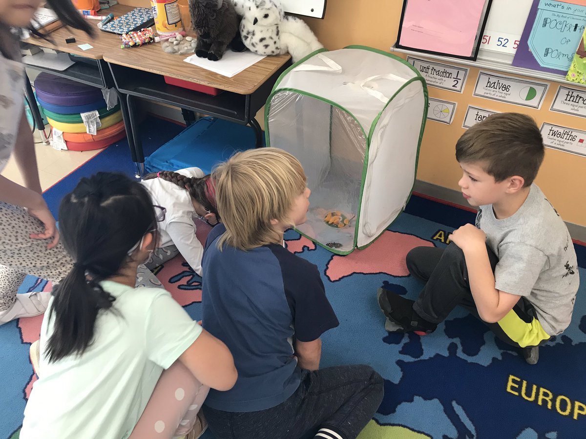 ATS_Davies's tweet image. Thank you to our friend Lincoln for bringing in his butterflies today! It’s so cool watching them flutter and eat oranges!