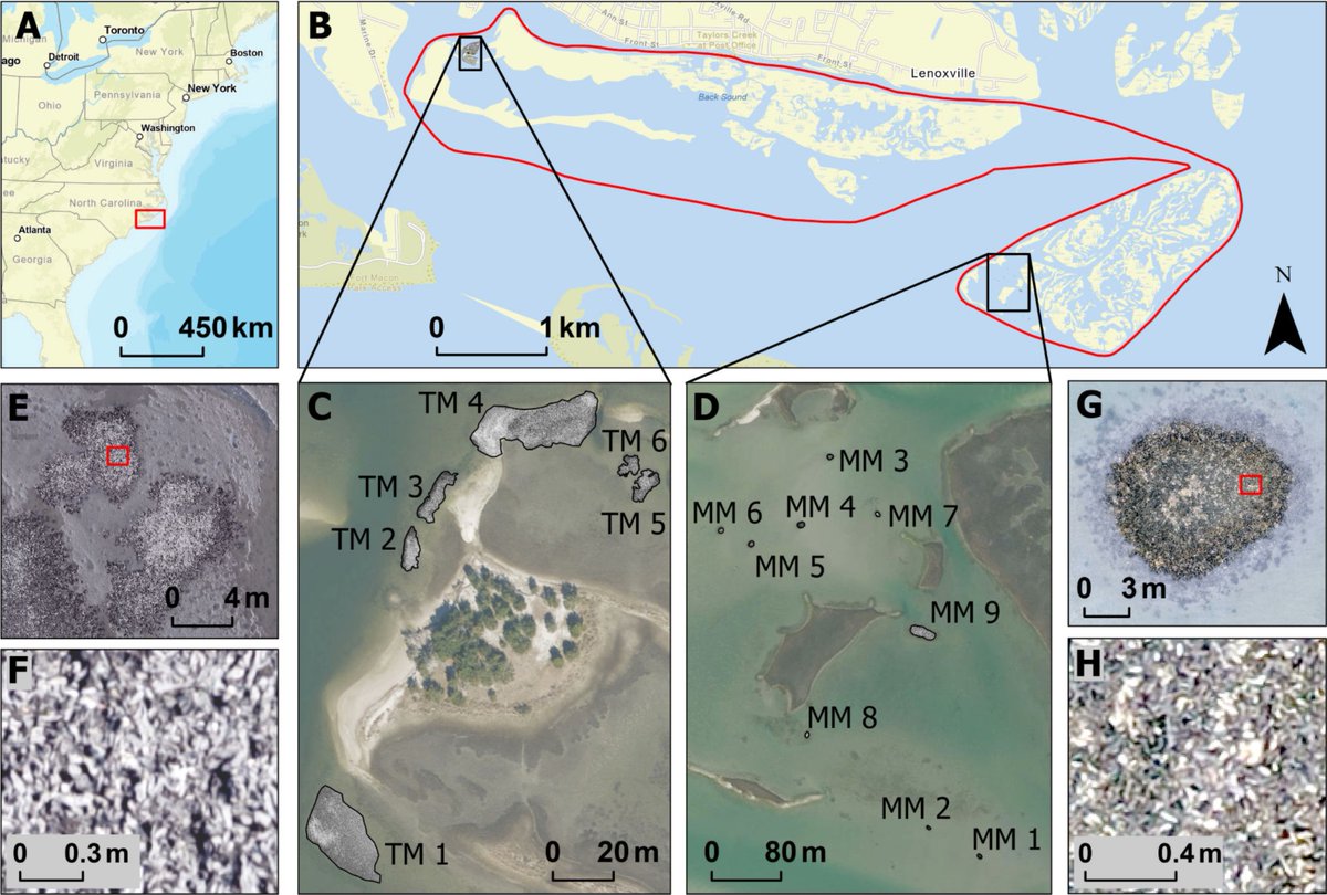 aewindle's tweet photo. 🚨New publication from a @SeaGrantNC @ncspacegrant funded project on how drones and SfM photogrammetry can be used to estimate intertidal oyster density. Big thanks to all the authors for their time and patience on this long awaited manuscript! https://t.co/JsHGDVR5G8 https://t.co/i6LMrCxAsp