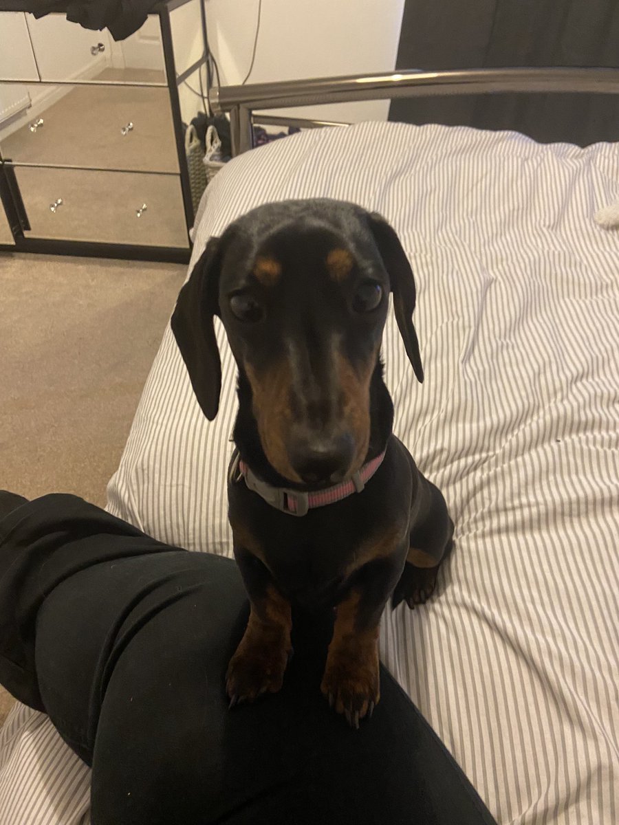anita_heyes's tweet photo. @dog_rates This is Bella. I showed her your post. This face says piglet gets bed time stories ๐ฎ how do I get a bed time story?? #lookwhatyoustarted ๐ https://t.co/i6SCYD8aX8