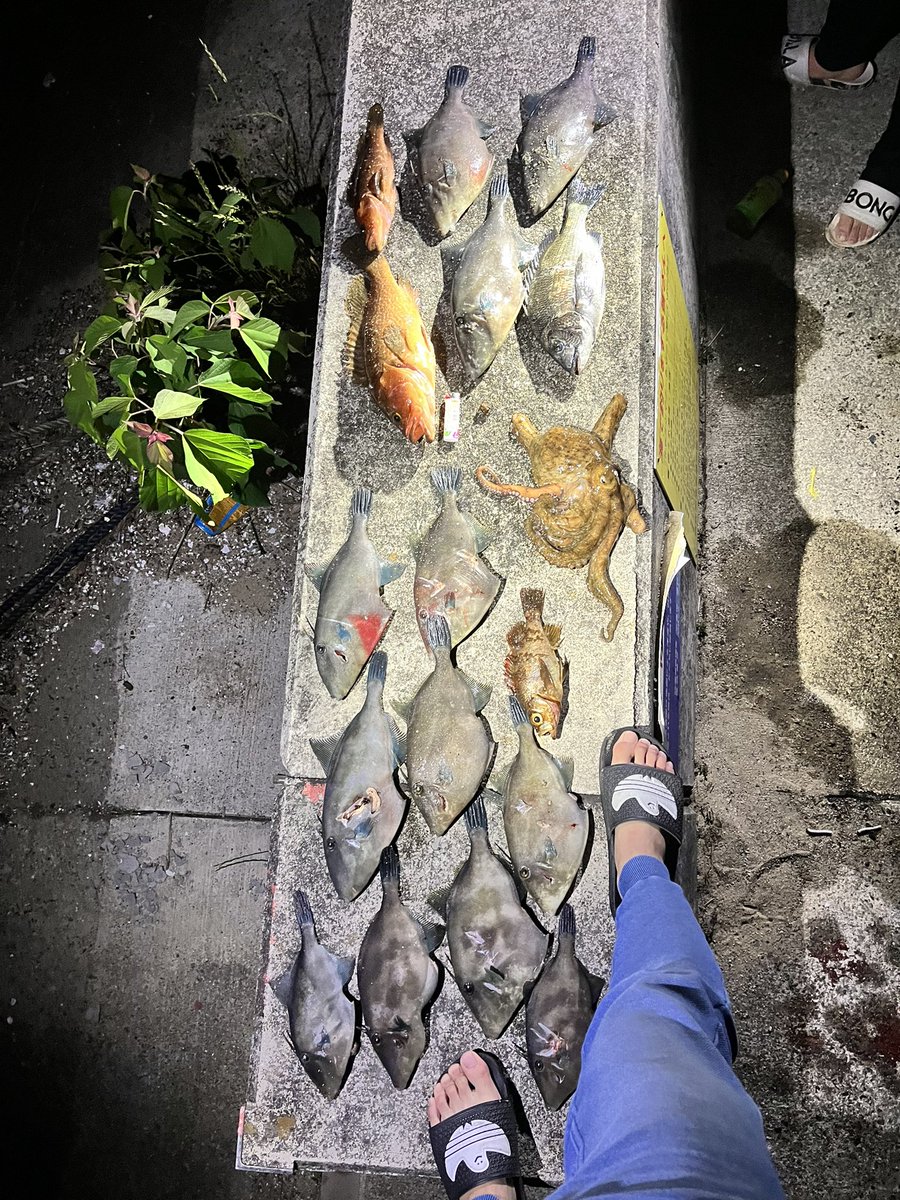 初潜り🐟