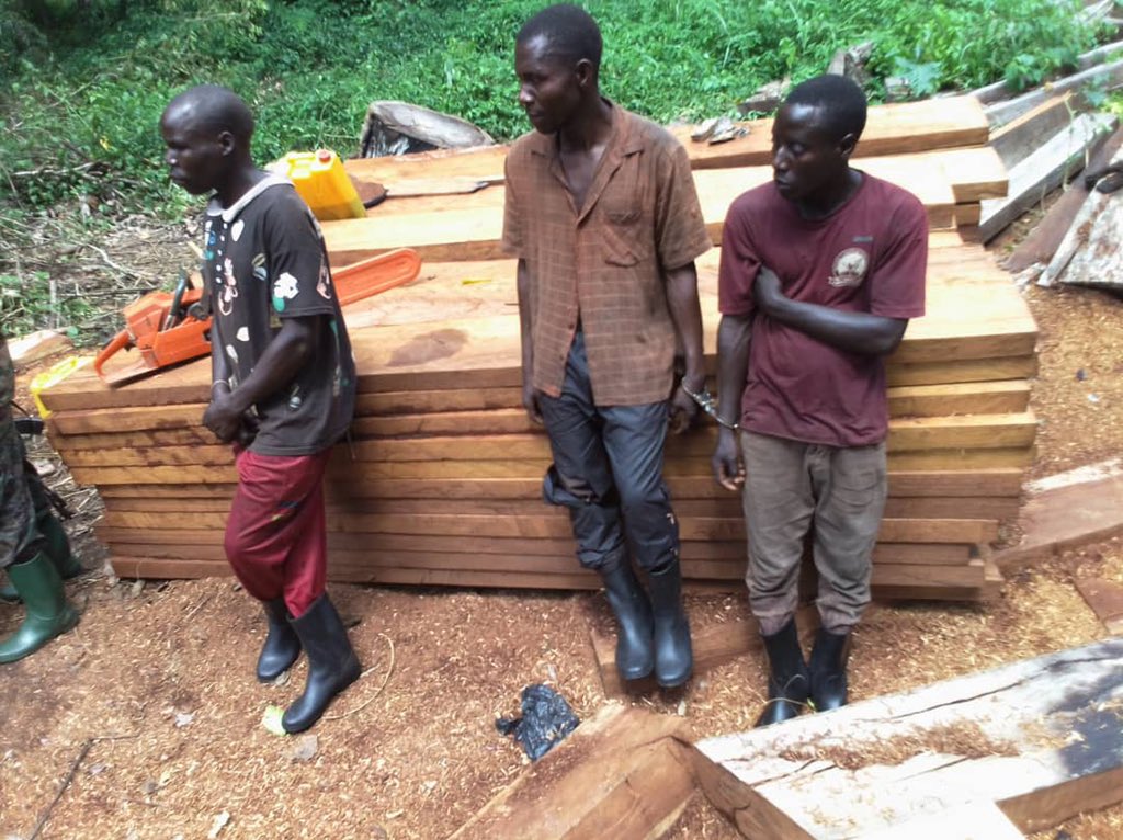 Unpleasant pictures taken yesterday from ZOKA Central Forest Reserve in a joint operation with <a href="/NFAUG/">National Forestry Authority-Uganda</a> &amp; <a href="/ugwildlife/">Uganda Wildlife Authority</a>.
Those arrested were;
1. AKENA MICHEAL fm GULU
2. Mukama Charles fm Kamuli
3. Ssengendo Gerald fm KIBOGA 
4. Salasata Charlesisto fm APAA.
We await to see justice!
