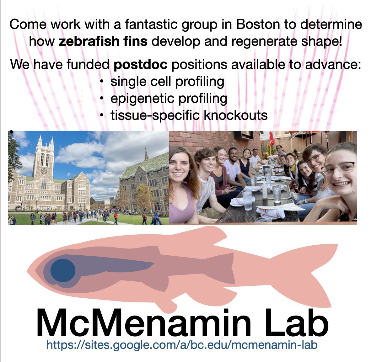 Sarah McMenamin, she/her (@skmcmena) on Twitter photo Interested in studying shape and patterning using single cell methods and epigenetics?
We are actively recruiting postdocs to research growth and regeneration in zebrafish fins!
Let's talk! mcmenams@bc.edu
#zebrafish #postdoc #zebrafishjobs #regeneration Interested in studying shape and patterning using single cell methods and epigenetics?
We are actively recruiting postdocs to research growth and regeneration in zebrafish fins!
Let's talk! mcmenams@bc.edu
#zebrafish #postdoc #zebrafishjobs #regeneration