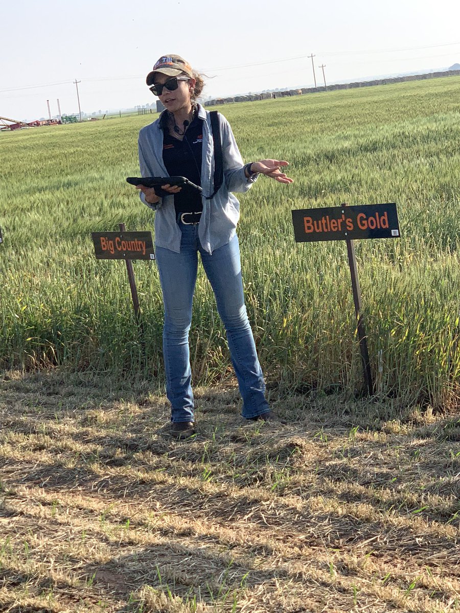 Brett Carver (@osuwit) on Twitter photo At Cherokee, OK wheat tour, <a href="/OSU_smallgrains/">OSU Small Grains</a> describes Butler’s Gold and Short-season wheat, which is like taking GrazenGrain wheat and turning it inside-out. Soil moisture in February-March will be critical for spring tillering and success of the genetics. At Cherokee, OK wheat tour, <a href="/OSU_smallgrains/">OSU Small Grains</a> describes Butler’s Gold and Short-season wheat, which is like taking GrazenGrain wheat and turning it inside-out. Soil moisture in February-March will be critical for spring tillering and success of the genetics.