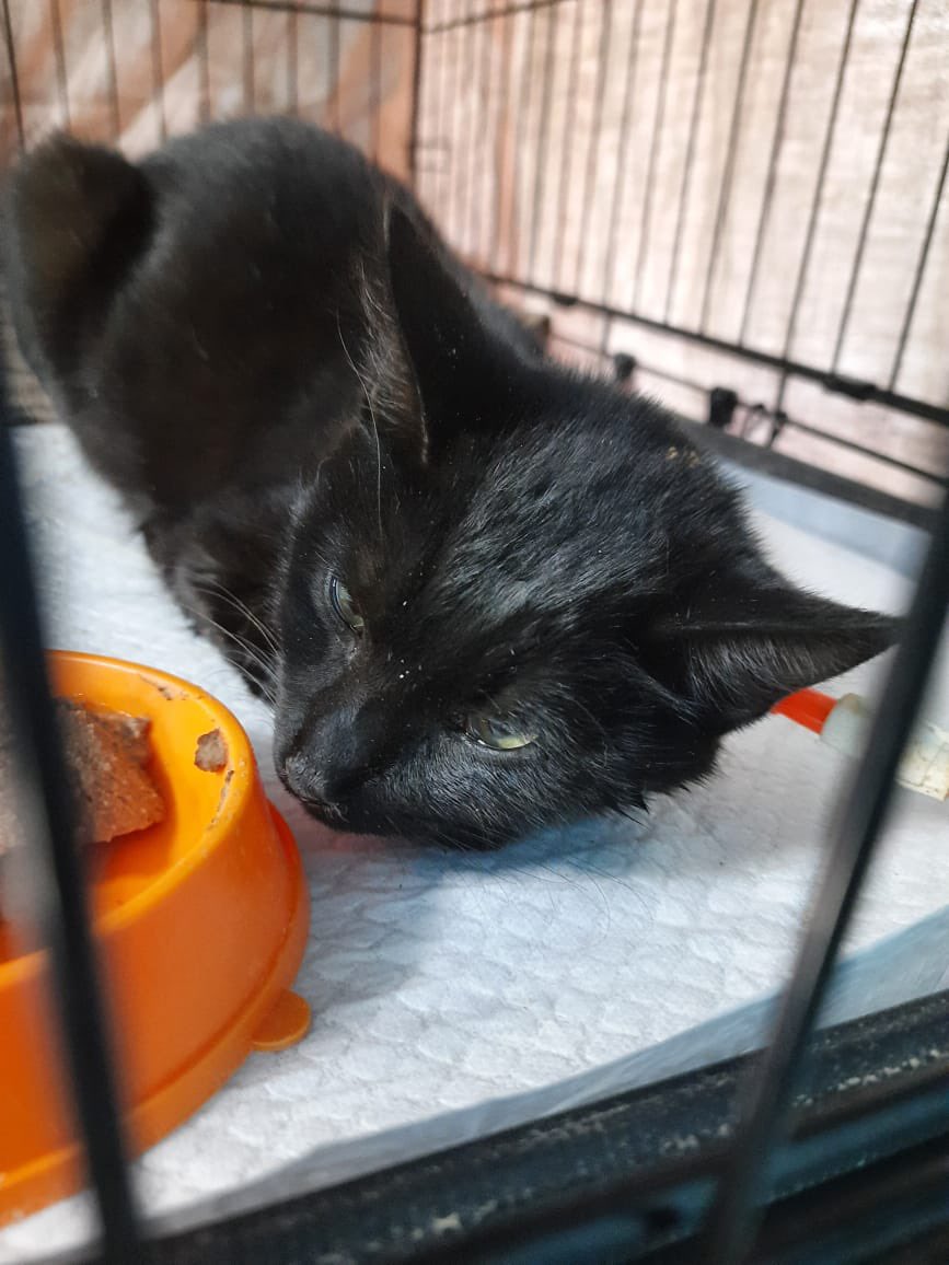 Ребят, очень нужна ваша помощь! Никогда ни о чем не просил, но, пожалуйста, прочтите пост и помогите кто чем может, хотя бы ретвитом! Очень надеюсь на вас!
О дальнейшей судьбе бедолаги буду держать в курсе!
Карта и телефон на скрине.
Либо можете лично мне: 2202203210836427 сбер