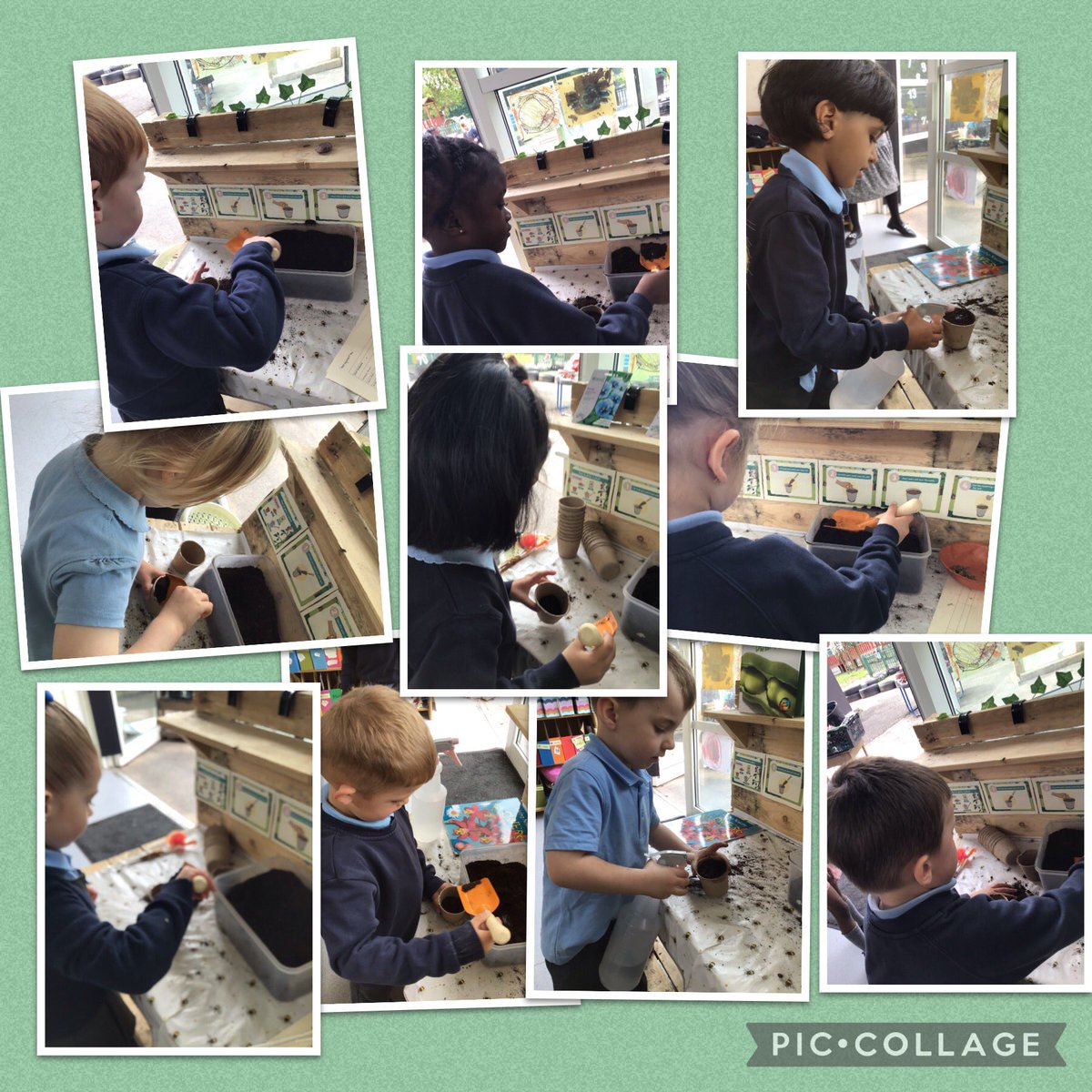 BartonMossCPS's tweet photo. As part of our growing topic, Nursery have followed instructions, planted sunflower seeds in soil, watered them and placed them in the window in sunlight. #bartonmossscience @SwantonSarah @mrsunsworth35 @_missrobinsonx https://t.co/6nkpuqjW78