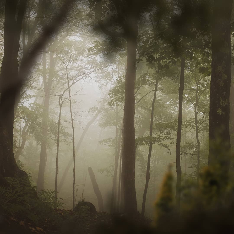 Misty forest view peeking through blurred flowers and leaves on a morning dawn.