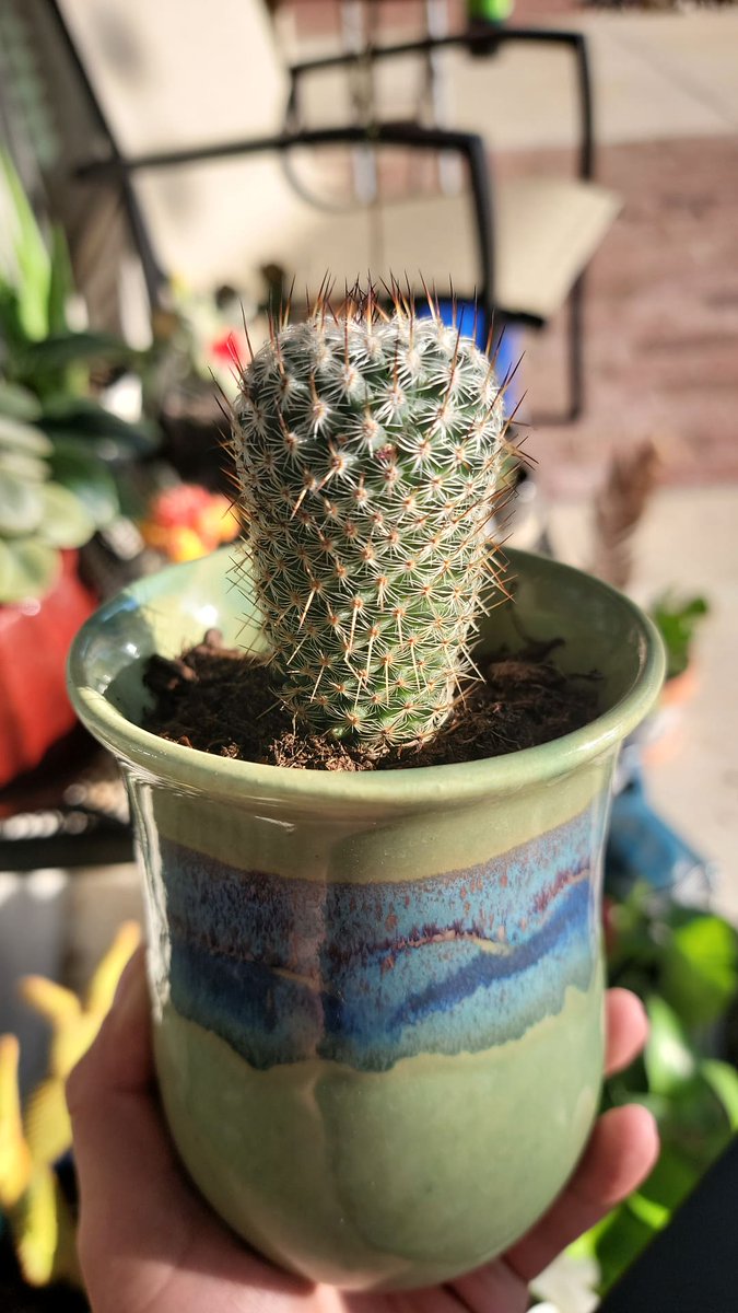 _MFJones's tweet image. Gm🌵