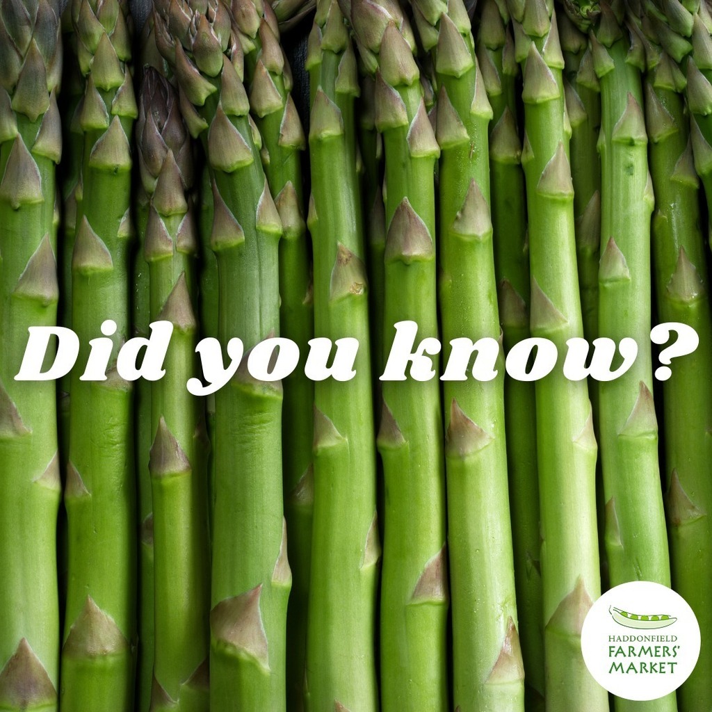 For all our asparagus fans out there, did you know about these fun asparagus facts? 

New Jersey ranks in the top ten of crop production in the United States as well as in the top four of the growth of asparagus! 

#haddonfieldfarm #haddonfieldfarmersmar… instagr.am/p/CdYOL_TseVQ/