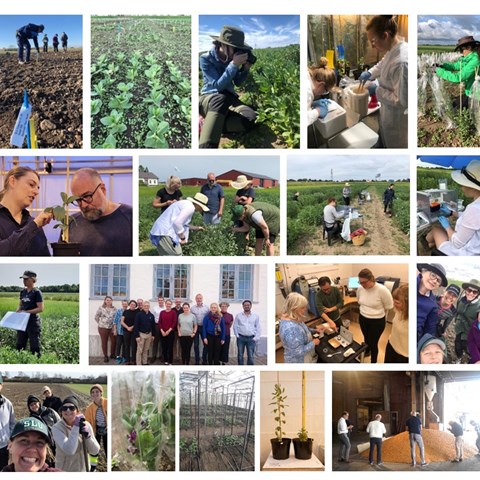 Framtidens #åkerböna för mat och foder, ett #SLUGrogrund projekt närmar sig slutet. Den 2 juni är det dags för slutkonferens! 
Du kan delta på plats i Alnarp eller digitalt. Men du måste anmäla dig! Och det gör du på bit.ly/Akerbona  senast den 23 maj. 
#växtförädling