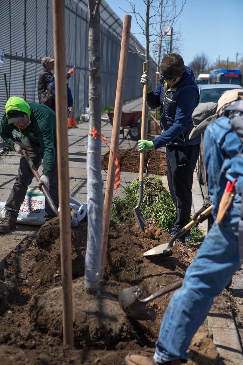 TreesNewYork's tweet image. Every new tree offers a valuable learning opportunity, and helps us reach our @ForestforAllNYC goal to achieve 30% tree canopy cover by 2035! #30x35 #millionmoretrees #nycurbanforest