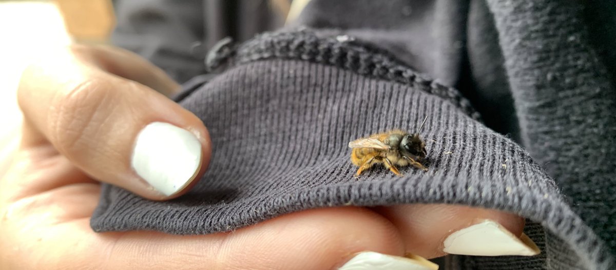 PlanetBGlasgow's tweet photo. Ran outside to bring the washing in and the sweetest & tiniest baby bee was on my sweatshirt! ๐
I've never seen one this tiny. ๐๐ฅน
#bee #savethebees #beebaby #tiny https://t.co/dWxOUC8ODe