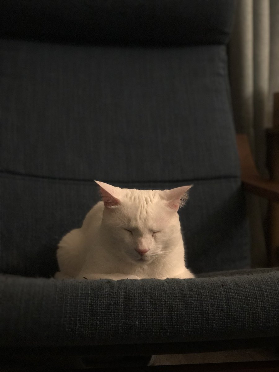mandithommen's tweet photo. Sleepy grumpy lump https://t.co/mHH5bK89oj