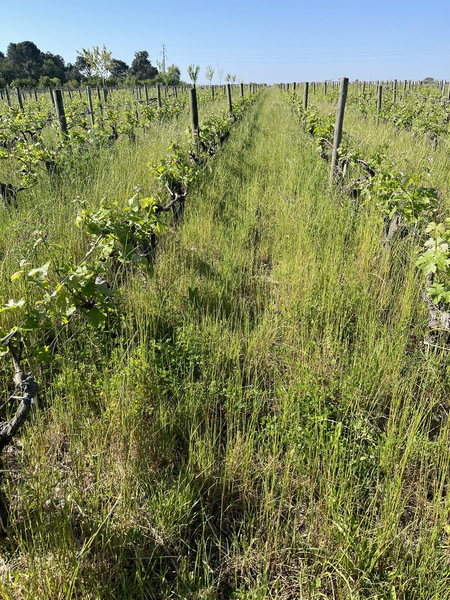 Delightful Daisy Sichel explaining the lack of weeding at Chateau Angludet. Bio diversity is definitely the new buzz word in Bordeaux.