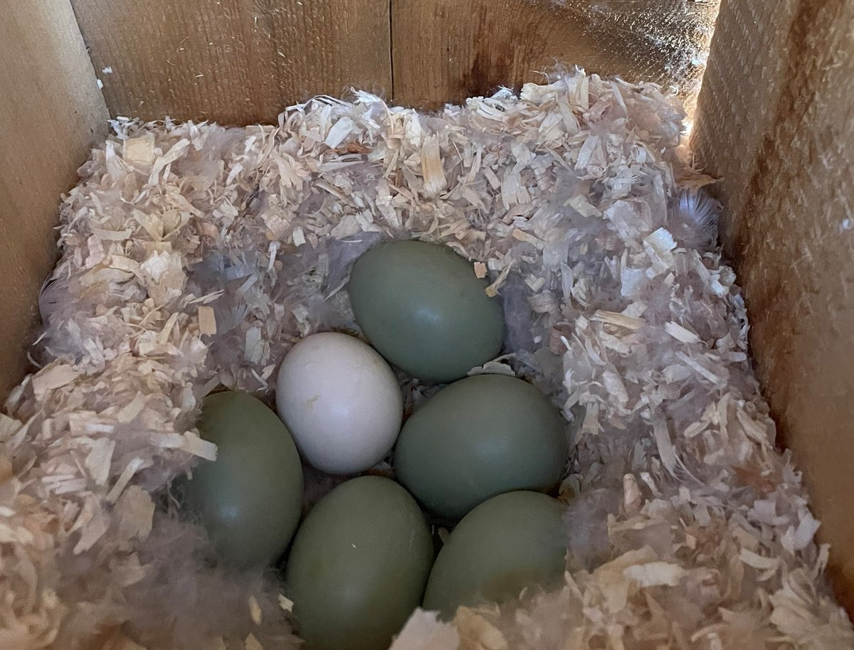 AtlanticDucks's tweet photo. A goldeneye hen has laid eggs in the nest box at our Fredericton Conservation Centre. But you might notice one of these things is not like the others: a wood duck hen has once again laid a single white egg in goldeneye's clutch. Stay tuned this week for video updates! https://t.co/XEx7K6wrn3