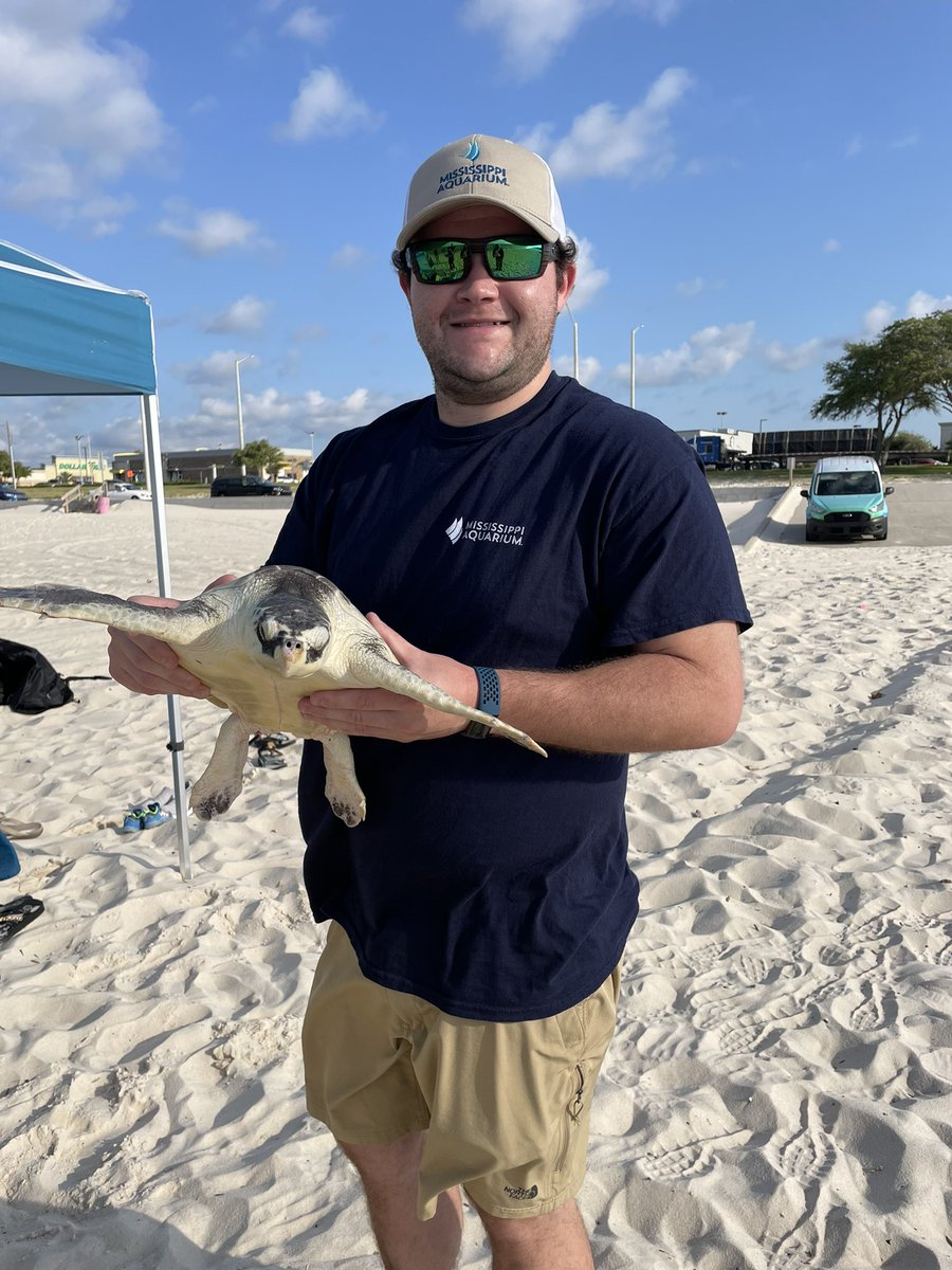 Walker, one of our @msstate_vetmed interns, prepares to release an endangered Kemp’s Ridley sea turtle into the Mississippi Sound #MSAQ