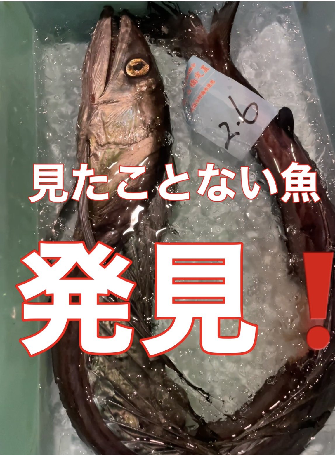 うまいもの市場さんはtwitterを使っています うまいもの市場です Youtubeで小田原魚市場の水揚げ情報や 珍しい魚 魚を捌く動画などをアップしています ほとんど短い動画でサクっと見れます ご興味のある方はチャンネル登録宜しくお願い致します うまいもの